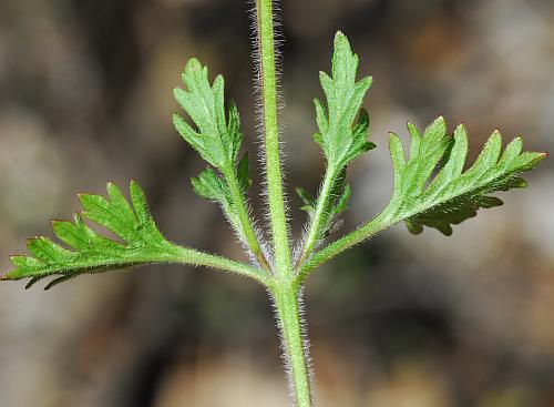 Glandularia_canadensis_stem.jpg