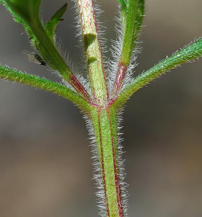 Glandularia_canadensis_stem2.jpg