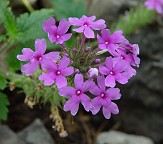 Glandularia canadensis thumbnail