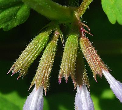 Glechoma_hederacea_calyces.jpg