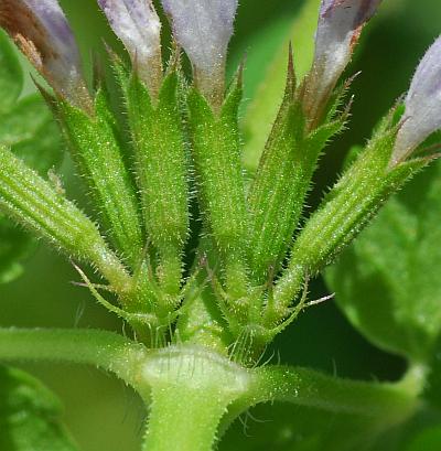 Glechoma_hederacea_calyces2.jpg