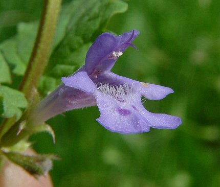 Glechoma_hederacea_flower2.jpg