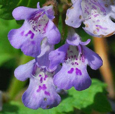 Glechoma_hederacea_flower3.jpg