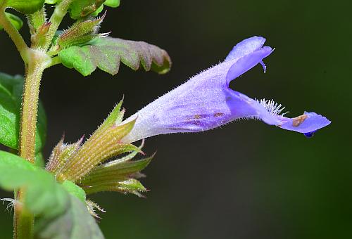 Glechoma_hederacea_flower4.jpg