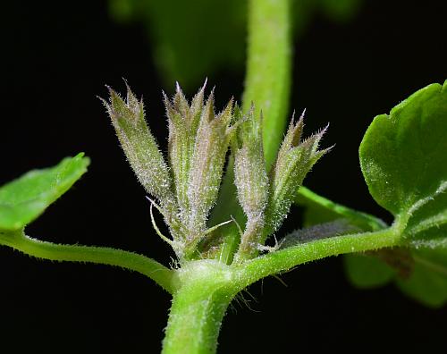 Glechoma_hederacea_fruits1.jpg