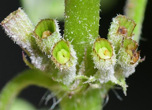 Glechoma_hederacea_fruits2.jpg