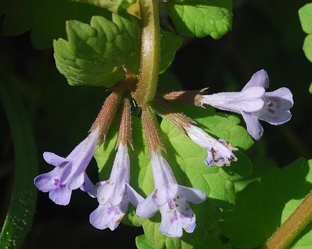 Glechoma_hederacea_inflorescence.jpg