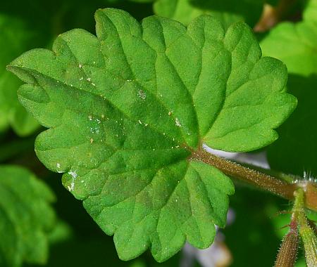 Glechoma_hederacea_leaf1.jpg