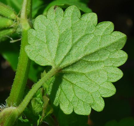 Glechoma_hederacea_leaf2.jpg