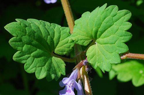 Glechoma_hederacea_leaves.jpg