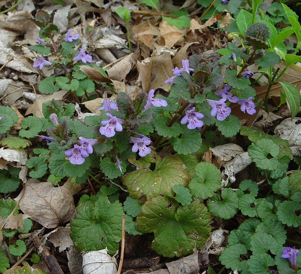 Glechoma_hederacea_plant.jpg