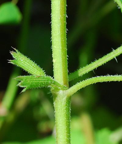 Glechoma_hederacea_stem.jpg