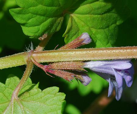 Glechoma_hederacea_stem2.jpg