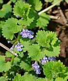 Glechoma hederacea thumbnail