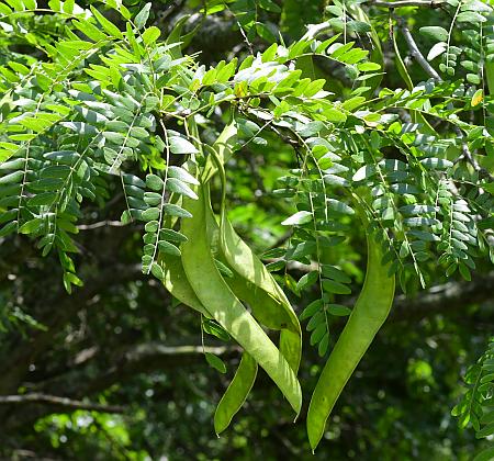 Gleditsia_triacanthos_fruits.jpg