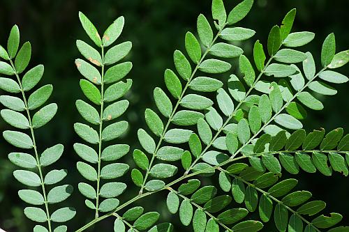 Gleditsia_triacanthos_leaf1.jpg