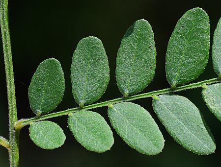 Gleditsia_triacanthos_leaflets1.jpg