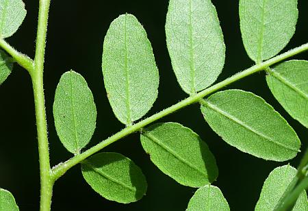 Gleditsia_triacanthos_leaflets2.jpg