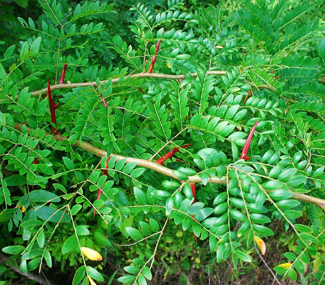 Gleditsia_triacanthos_plant.jpg