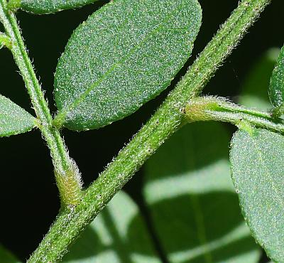 Gleditsia_triacanthos_rachis.jpg