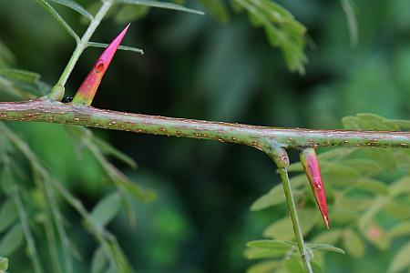 Gleditsia_triacanthos_stem.jpg