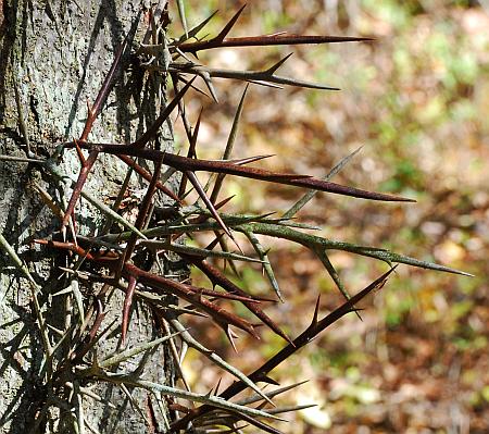 Gleditsia_triacanthos_thorns.jpg