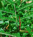 Gleditsia triacanthos thumbnail