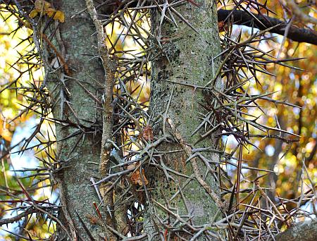 Gleditsia_triacanthos_trunk.jpg