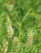 Glycyrrhiza lepidota thumbnail