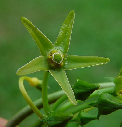 Gonolobus_suberosus_flower.jpg