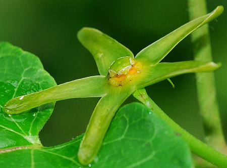 Gonolobus_suberosus_flower2.jpg