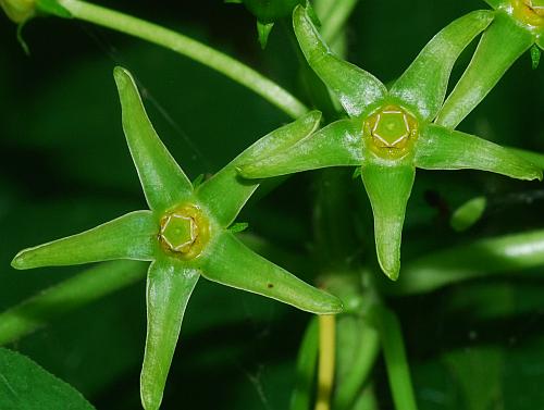 Gonolobus_suberosus_flowers.jpg