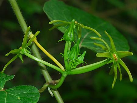 Gonolobus_suberosus_inflorescence.jpg