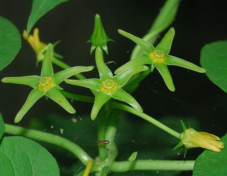 Gonolobus_suberosus_inflorescence2.jpg