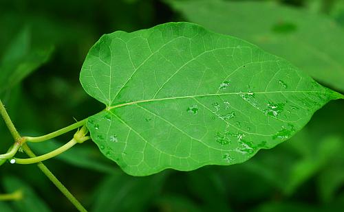 Gonolobus_suberosus_leaf1.jpg