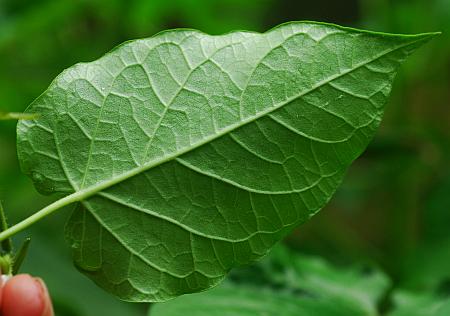 Gonolobus_suberosus_leaf2.jpg