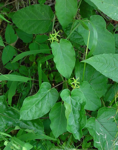 Gonolobus_suberosus_plant.jpg