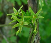 Gonolobus suberosus thumbnail