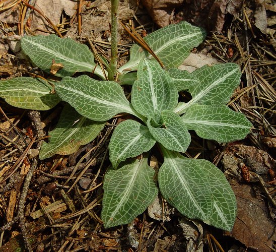 Goodyera_pubescens_basals.jpg