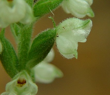 Goodyera_pubescens_clayx.jpg