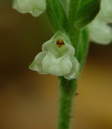 Goodyera_pubescens_flower.jpg