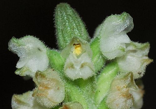 Goodyera_pubescens_flowers.jpg