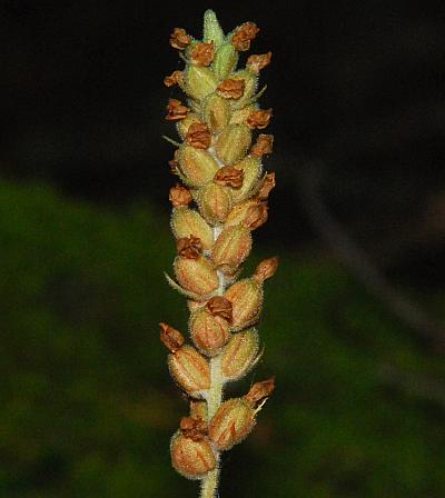 Goodyera_pubescens_fruits.jpg