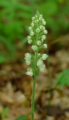 Goodyera_pubescens_inflorescence.jpg