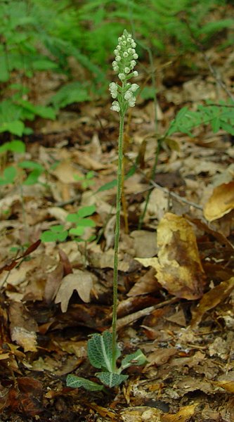 Goodyera_pubescens_plant.jpg