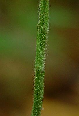 Goodyera_pubescens_stem.jpg