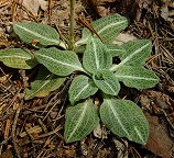 Goodyera pubescens thumbnail