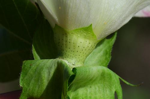 Gossypium_hirsutum_calyx.jpg