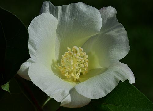 Gossypium_hirsutum_corolla.jpg