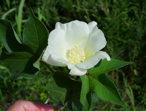 Gossypium_hirsutum_flower.jpg